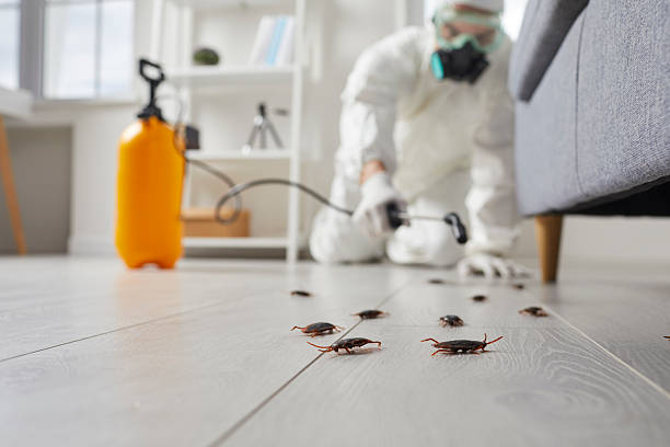 Commercial Kitchen Cockroach Control in Catahoula